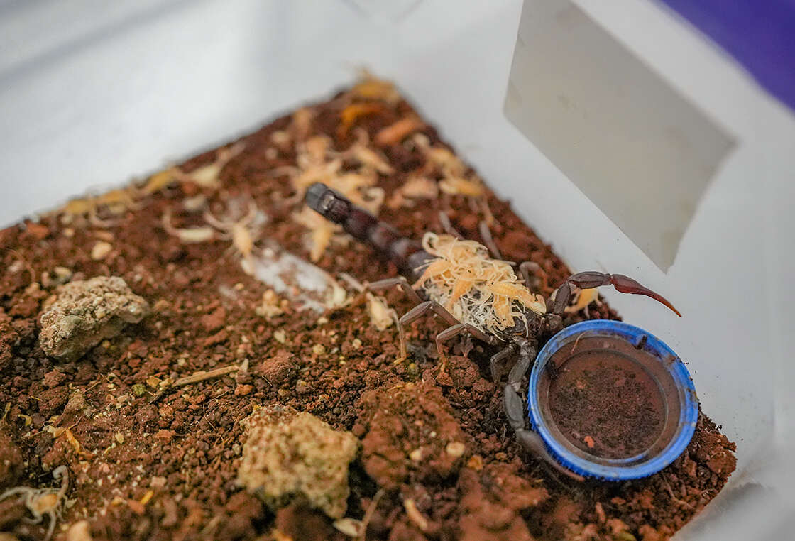 Zehirli Ama Değerli: Milyon Dolarlık Akrep Tesisi 1